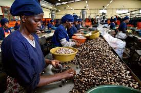 Cashew Nut Processing