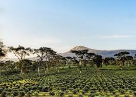 Kilimanjaro Coffee Estates