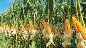 Maize Harvest — Dodoma Region