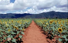 Sunflower Fields — Singida